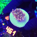 Euphyllia glabrescens Yellow Tip 1h mini (461)