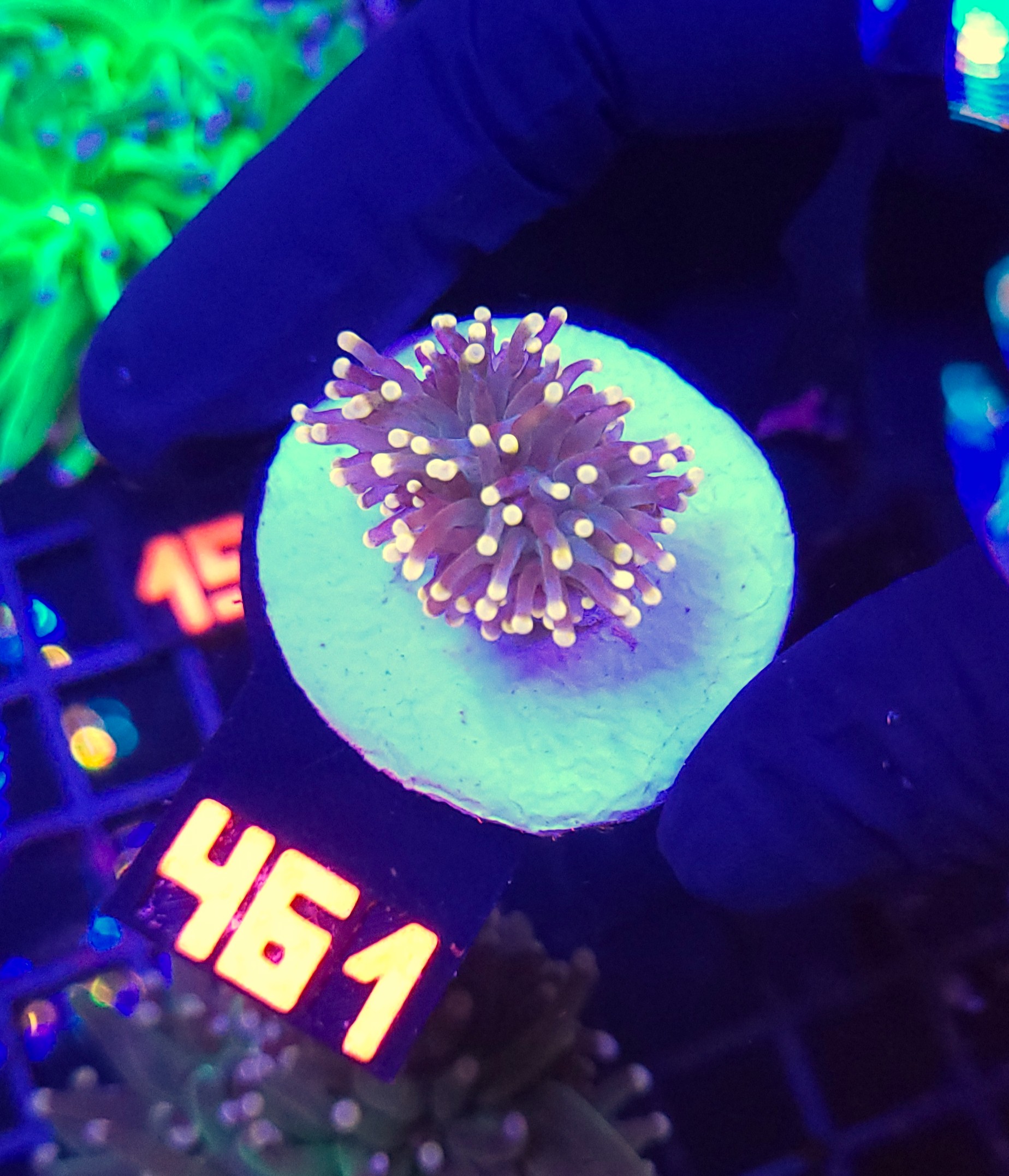 461 Euphyllia glabrescens Yellow Tip 1h mini (461) - obrazek 1
