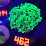 Euphyllia paraancora Grafted 2h (462)