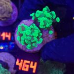 Euphyllia paraancora Grafted 2h (464)