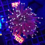 Euphyllia glabrescens Yellow Tip 2h (468)