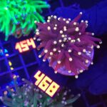 Euphyllia glabrescens Yellow Tip 1h (468)