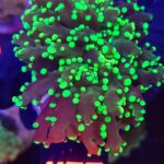 Euphyllia paradivisa toxic green tip 1h (469)