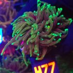 Euphyllia glabrescens dragon soul 2h (477)
