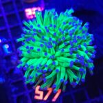 Euphyllia glabrescens Blueberry 3h (577)