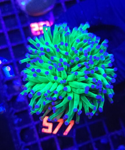 Euphyllia glabrescens Blueberry 3h (577)