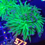 Euphyllia glabrescens Blueberry 3h (577)