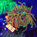 Euphyllia glabrescens indo gold 2h (865)