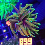 Euphyllia glabrescens dragon soul 1h (899)