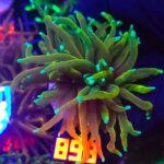 Euphyllia glabrescens Hellfire 1h (899)