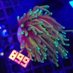 Euphyllia glabrescens dragon soul 1h (899)