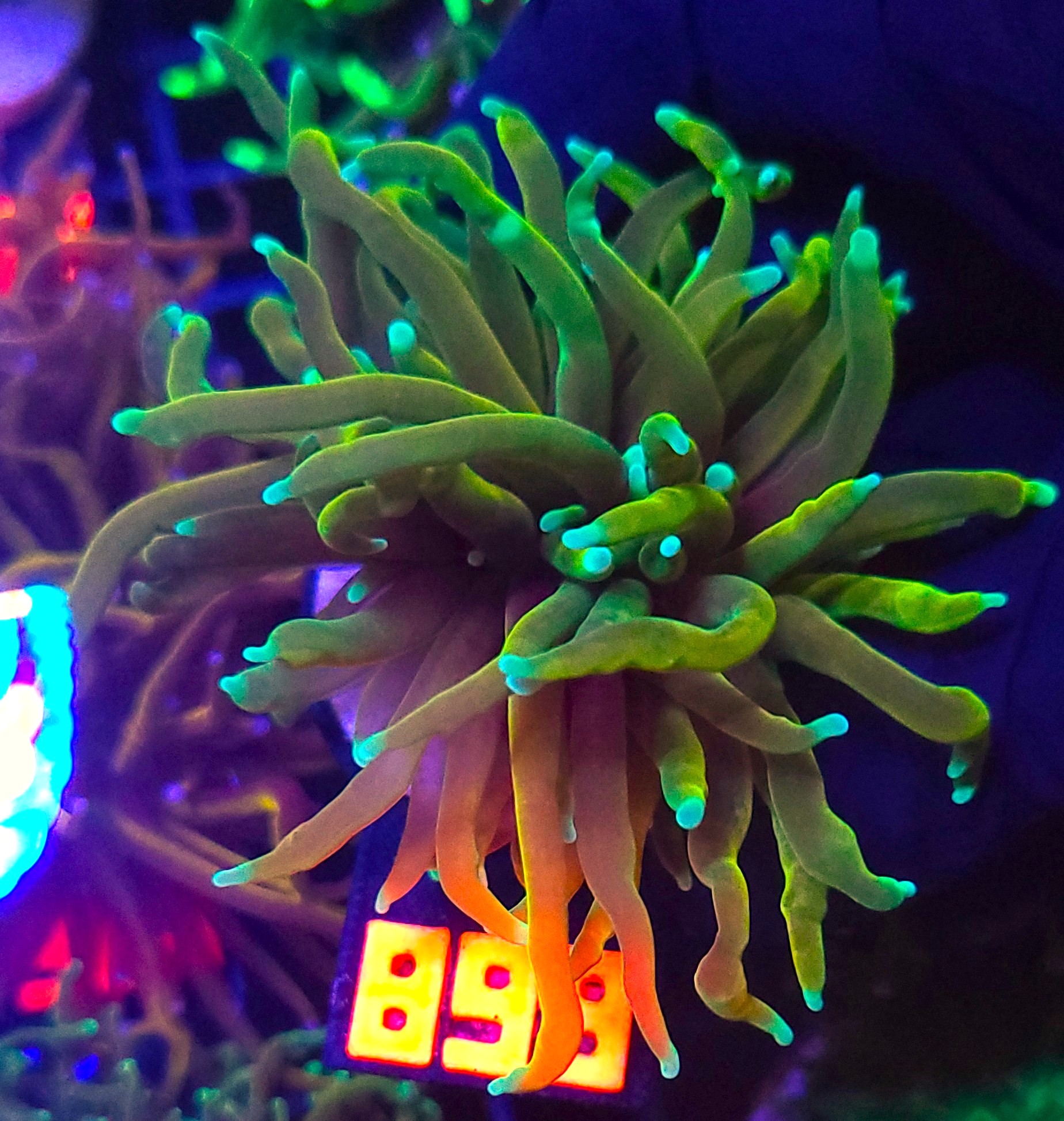 899 Euphyllia glabrescens Hellfire 1h (899) - obrazek 1