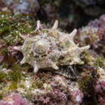 Astraea calcar – Star Snail