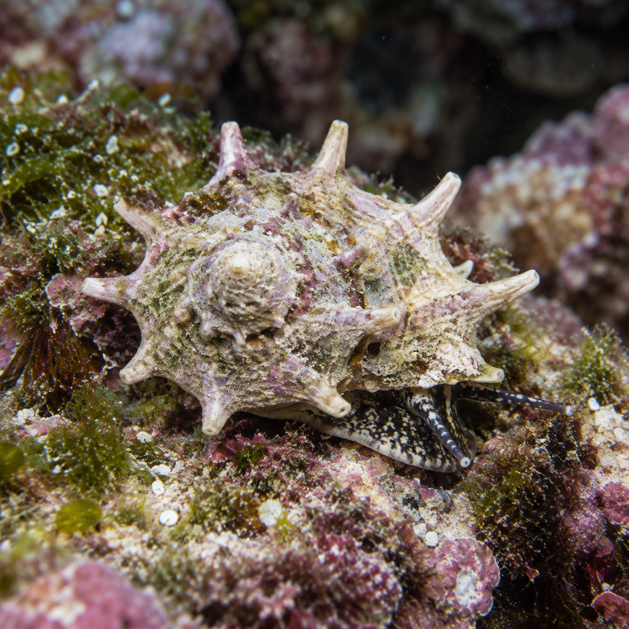 Astrea calcar Astraea calcar – Star Snail - obrazek 1