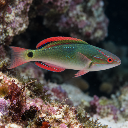 Cirrhilabrus exquisitus