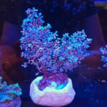 Acalycigorgia sp. „Blueberry Gorgonian” (WYSIWYG)