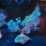 Acalycigorgia sp. „Blueberry Gorgonian” (WYSIWYG)