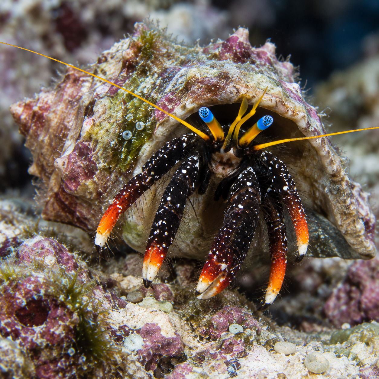 calcinus gaimardi Calcinus gaimardii - obrazek 1