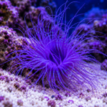 Cerianthus sp. PURPLE M/L