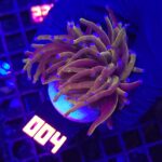 Euphyllia glabrescens „24K” 2h (004)