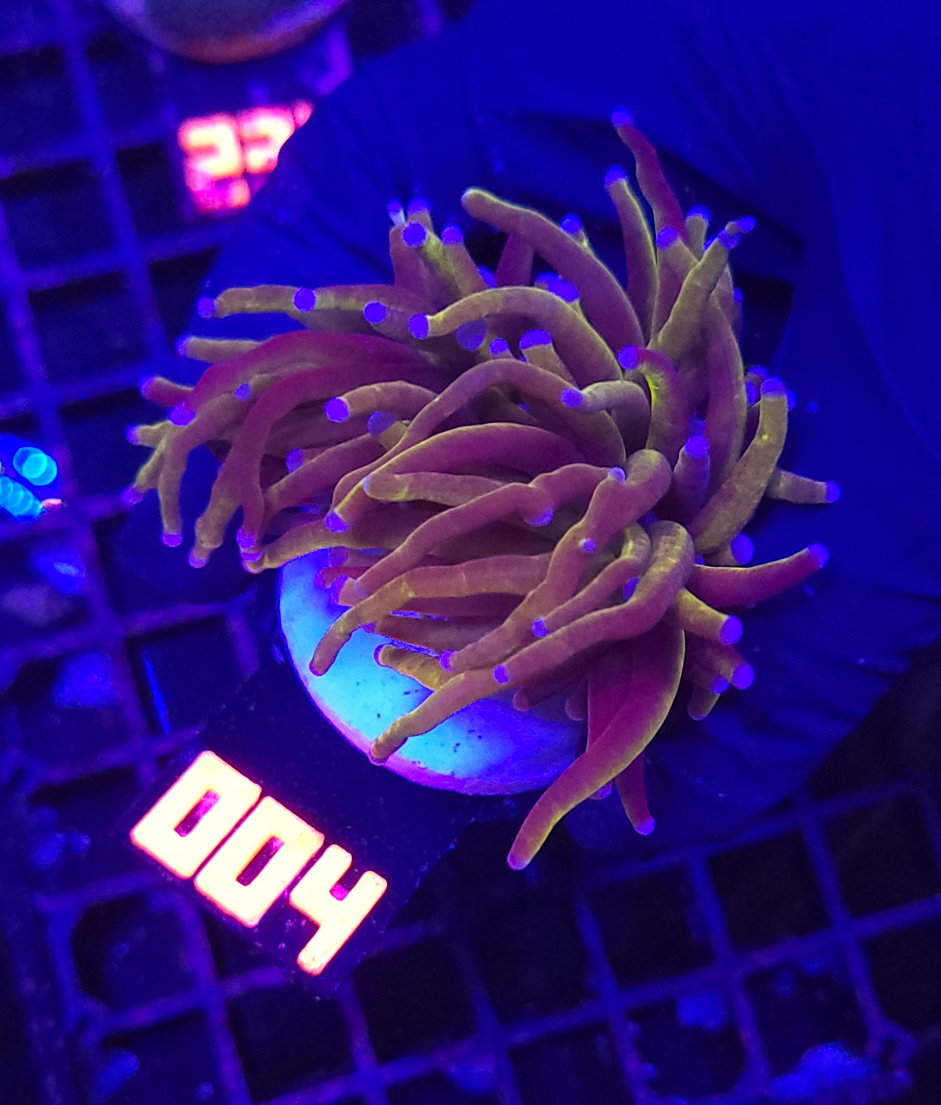 004 Euphyllia glabrescens „24K” 2h (004) - obrazek 1