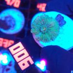 Ricordea yuma fluo (006)