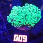 Euphyllia paraancora Grafted 2h (009)
