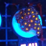 Zoanthus (014)