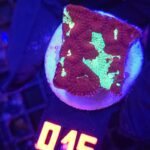 Favites pentagona (015)