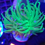 Euphyllia glabrescens green blue tip 1h (024)