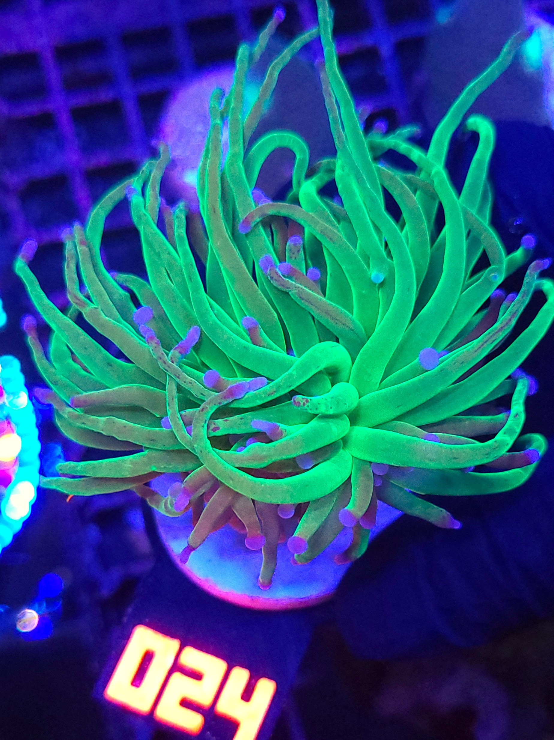 024 Euphyllia glabrescens green blue tip 1h (024) - obrazek 1