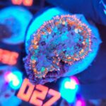 Rhodactis Blue - Orange Rim (027)