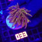 Euphyllia glabrescens „24K” 1h (033)