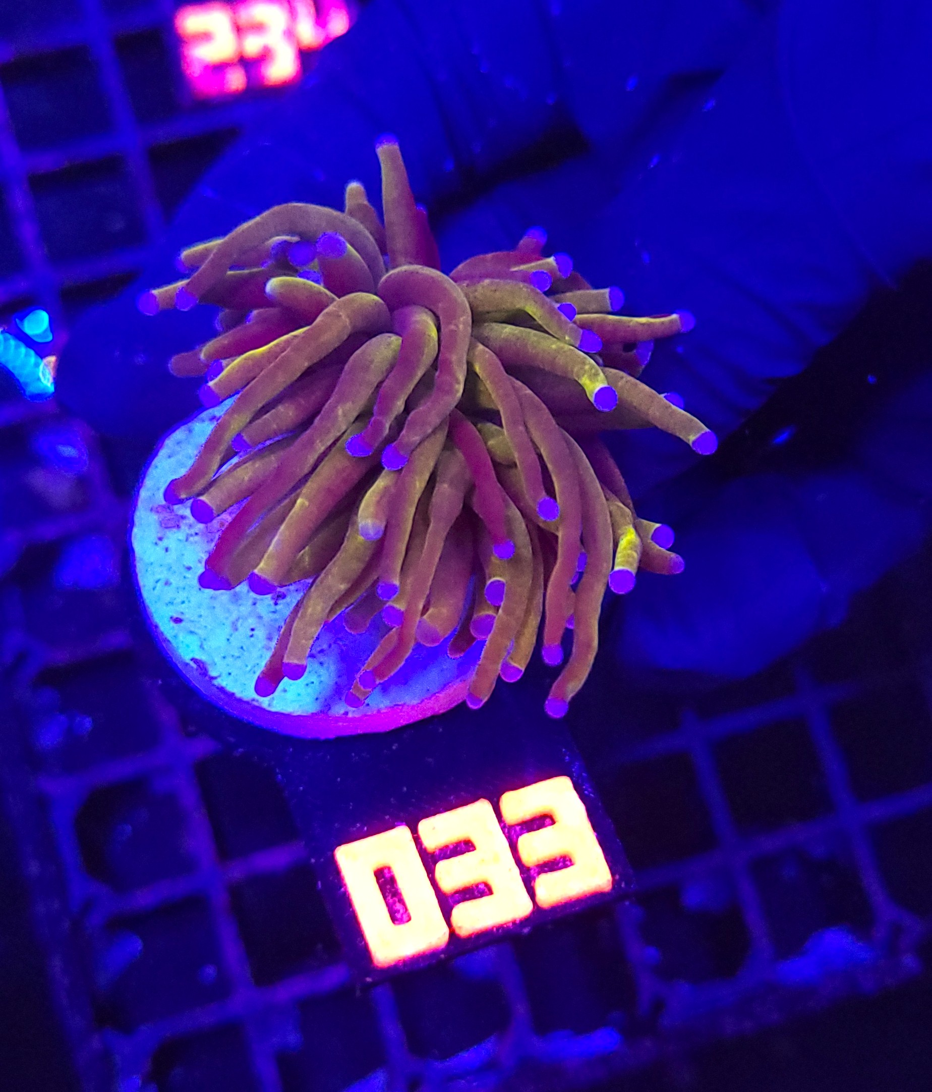 033 Euphyllia glabrescens „24K” 1h (033) - obrazek 1