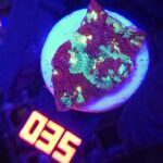 Favites pentagona (035)