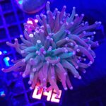 Euphyllia glabrescens cotton candy 2h (042)