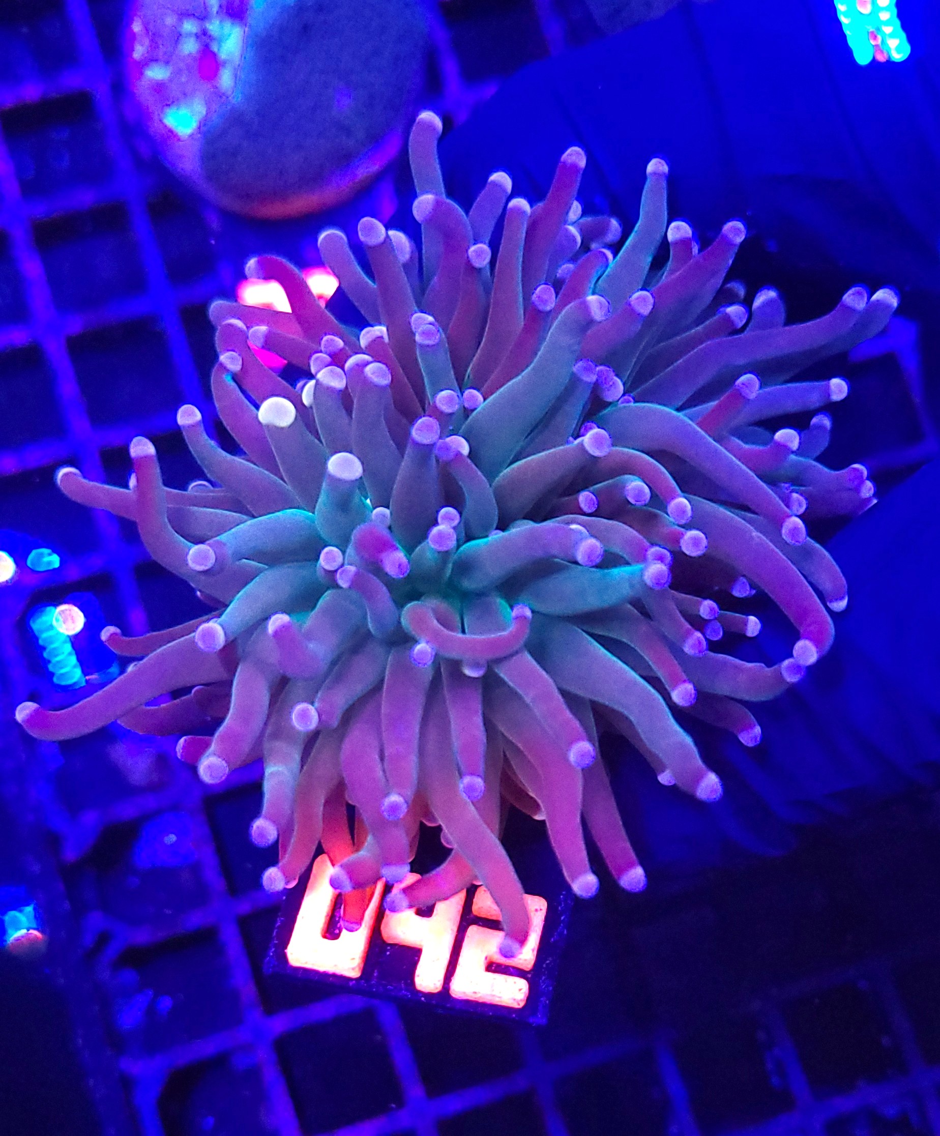 042 Euphyllia glabrescens cotton candy 2h (042) - obrazek 1