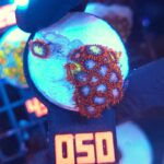 Zoanthus (050)