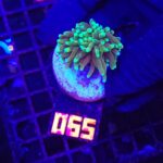 Euphyllia glabrescens dragon soul 1h (065)