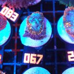 Rhodactis Blue - Orange Rim (067)