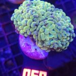 Euphyllia paraancora 3h (068)
