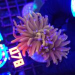 Euphyllia glabrescens „24K” 2h (078)