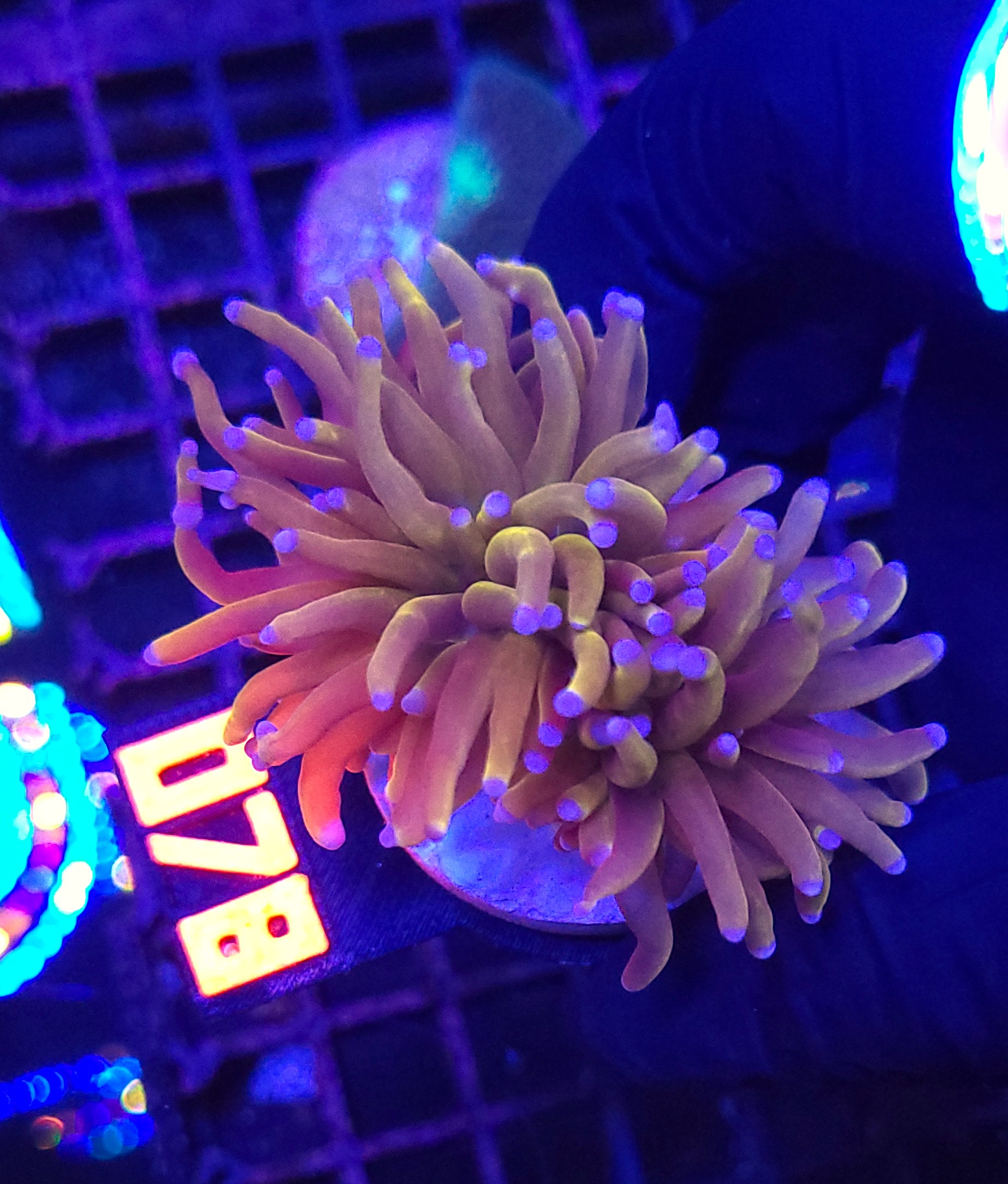 078 Euphyllia glabrescens „24K” 2h (078) - obrazek 1
