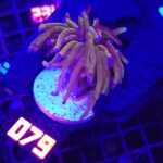 Euphyllia glabrescens „24K” 1h (079)