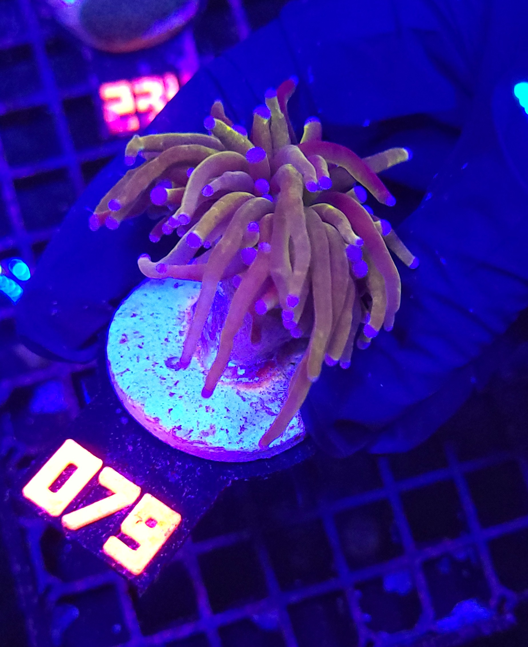 079 Euphyllia glabrescens „24K” 1h (079) - obrazek 1