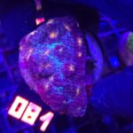 Mycedium elephantotus (081)