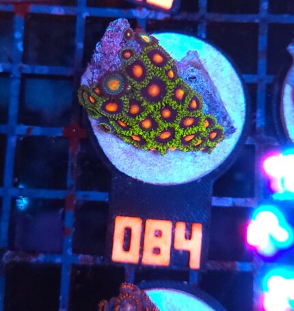 Zoanthus (084)