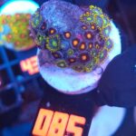 Zoanthus (085)