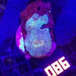 Acanthastrea sp. (086)