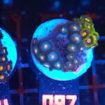 Zoanthus (087)